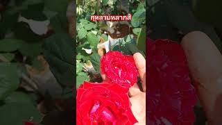 #video #shortvideo #กุหลาบ#กุหลาบสวย