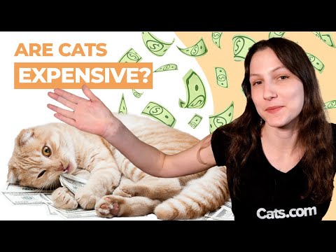 How much do teacup cats cost?