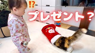 積極的にプレゼントになる猫とはしゃぎ過ぎる赤ちゃん娘　スコティッシュフォールド保護猫