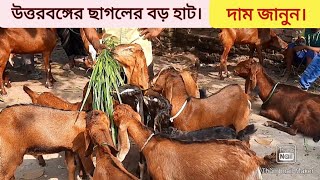 ছাগলের হাট ছাগলের দাম। ঢেলাপীর হাট। Goat Price. Goat Market. উত্তরবঙ্গে বড় ছাগলের হাট। Krishi Deepti