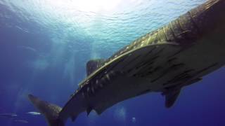 Richelieu Rock with Whale Shark.