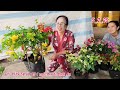 @ ngày 5_2_2025 nhà vườn bình an giao lưu hoa giấy nhiều loại giá rẻ