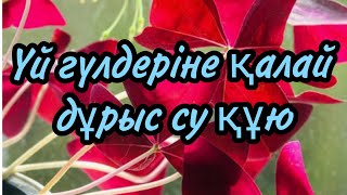 Үй гүлдеріне қалай дұрыс су құю керек#үйгүлдері #гүл #суқұю