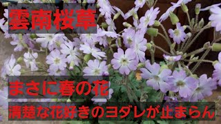 雲南桜草ウンナンサクラソウの解説動画　今この時期しか楽しめない季節感満載の花