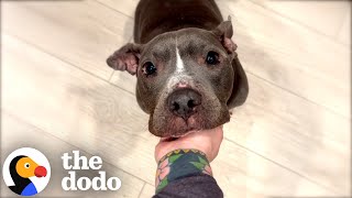 Skinny Pittie Finds A Family That's Truly Meant To Be | The Dodo