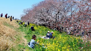 Kumagaya Sakura Tsutsumi Saitama | Best Cherry Blossom Viewing Spot in Tokyo Japan