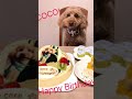 おばあちゃん家の犬！ 動画編集の練習