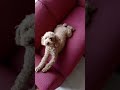 おばあちゃん家の犬！ 動画編集の練習