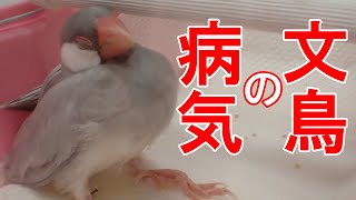 【文鳥】獣医師が教える文鳥で多い病気