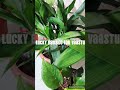 simple way bamboo propagation goodluck plant easy diy vaastu lucky bamboo new ideas