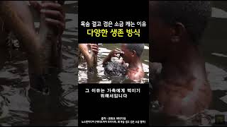 목숨을 걸고 검은 소금을 캐는 이유ㅣ다양한 생존 방식ㅣ에티오피아 보라나족 #shorts