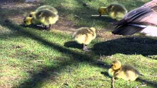 kanadanhanhi ja poikasia - Branta canadensis