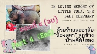 รวมภาพและคลิปความน่ารักของน้องตุลา ตอนจบ In Loving Memory of Little Tula, the baby elephant (End)