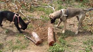 Casal de Cachorro Caçador | Sobrevivência na Floresta Amazônica