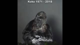 Koko the last talking Gorilla... Her dying words. 🦍 RIP