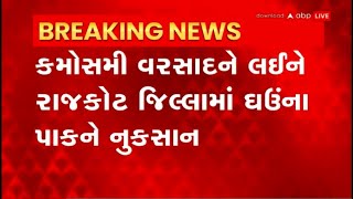 Rajkot : કમોસમી વરસાદને લઈને ગોંડલના રીબ ગામે ઘઉંના પાકને નુકસાન