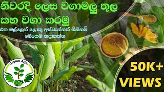 How to growth turmeric in bags./වගා මලු තුල කාබනික කහ වගාව. - Ceylon Agro - 2021