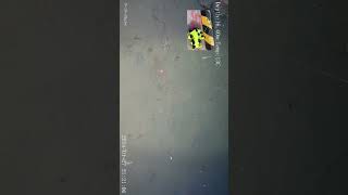 冬の海の探索　夜Ver14 【水中映像 】 #水中ドローン #釣り  #underwaterdrone #dronefishing #女川湾