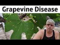 Grapevine Care - How To Water A Grapes Correctly to PREVENT Mold Spots on Grape Leaves