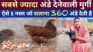 अंडे के लिए 5 ऐसी नस्ल जो साल भर अंडा देती हैं | 5 Chicken Breeds for Year-round Egg Production