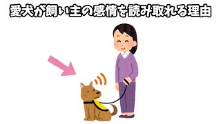 愛犬が飼い主の感情を読み取れる理由#犬 #雑学