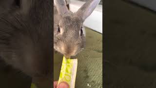 うさうさピューレを食ううさぎ #Shorts #うさぎ #ミニうさぎ #cuterabbit