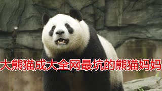 每天认识一只大熊猫——成大，带娃活着就好，全网最坑的熊猫妈妈！