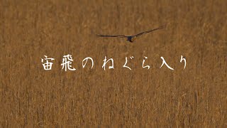 チュウヒの寝ぐら入り_浮島湿原