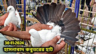 30-11-2024 হাসনাবাদ কবুতরের হাট। কম দামে কবুতর। কবুতরের বাচ্চার দাম। গিরিবাজ কবুতর। Pigeons price bd