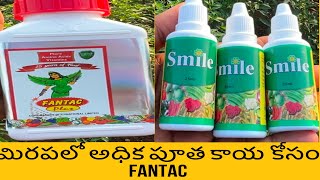 మిరపలో అధిక పూత, కాయ కోసం Fantac ,Smile