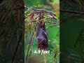 3 largest bats in the animal kingdom shorts youtubrshorts trendingshorts viralshorts