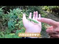 秋の草花観察！　金剛山・葛城山・二上山の野草観察ガイド！　ますおのちょこっと外遊び！　observing autumn flowers wildflower observation guide