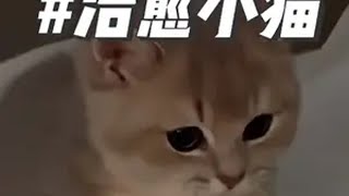 世界不能没有小猫咪这个世界不能没有小猫 小猫治愈世界