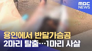 용인에서 반달가슴곰 2마리 탈출…1마리 사살 (2021.07.06/5MBC뉴스)