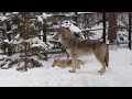 【円山動物園だより】強い家族のきずな「シンリンオオカミ」｜エコチル2023年2月号