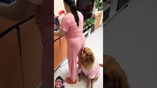 #美女 #萌宠出道计划 #记录真实生活 #夫妻 #funny #ilovegoldenretrievers #funnydog #youtubeshorts #comedy #golden