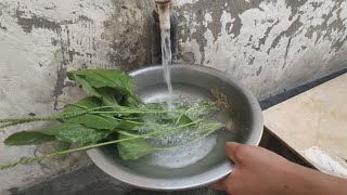 The true use of Herba Plantaginis中药材车前草的真正用途