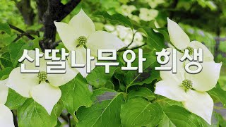 산딸나무와 희생