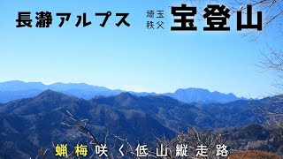 【長瀞アルプス 宝登山】蝋梅咲く宝登山へ秩父の低山をピストン