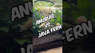 Anubias vs Java Fern: Which plant is best for your tank? 🌿🐠 #aquarium #fishtank #plantedtank