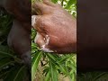 How to force a mango tree to put out more flowers