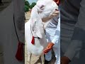 rajanpuri bakra hamare janu bhi punjab ka sabse bada aur khubsurat