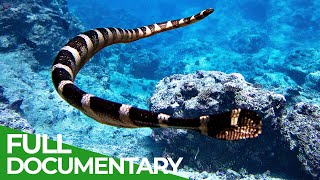 Sea of Snakes - In the Realm of the Deadly Niue Sea Krait | Free Documentary Nature