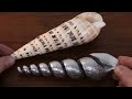 Pouring molten metal inside a seashell - WHAT HAPPENS - Experimental metal casting at home - DIY