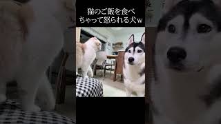 猫のご飯を食べちゃった犬が怒られる瞬間...笑#shorts