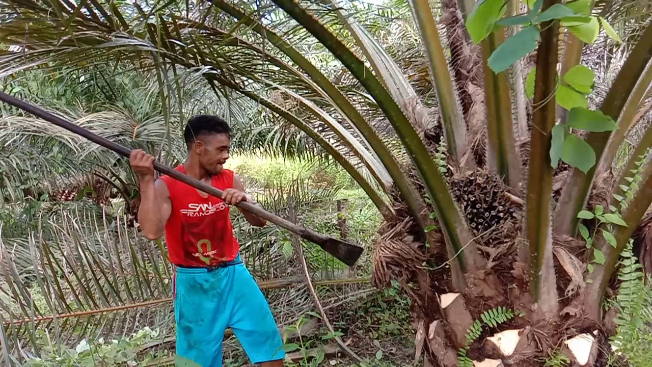 Pruning Kelapa Sawit - YouTube