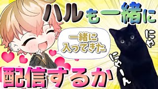 お部屋に乱入する愛猫ハルくんとコラボ(?)配信するみことくん【シクフォニ切り抜き】