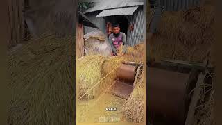 Technique for harvesting rice seeds using unusual agricultural equipment