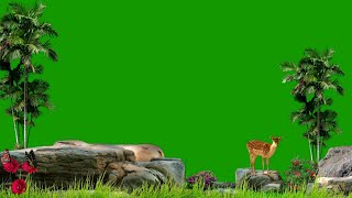 Beautiful Jungle Green Screen / Background Video Effects hd / Green Screen Effects / Green Screen