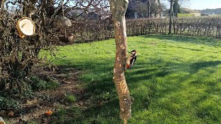 Great woodpecker. New feeder birds. Dzięcioł duży. Nowy karmnik dla ptaków.#woodpecker